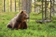 Все самое интересное о медведях Томской области: как вести себя при встрече с опасным хищником!