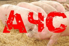 Африканская чума свиней 