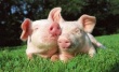 Владельцы свиноводческих хозяйств будут содержать животных по новым правилам