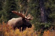 Браконьеры ведут активную охоту на лося и дикого северного оленя