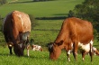 Томских сельхозтоваропроизводителей обучат, как повысить продуктивность молочного скота