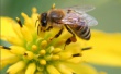 В Томске будет проходить научно-практическая конференция «Пчеловодство Томской области – сегодня и завтра»