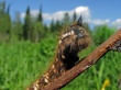 В Верхнекетском районе продолжится борьба с гусеницами сибирского шелкопряда
