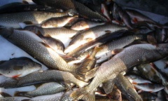 Департамент охотничьего и рыбного хозяйства томской области информирует