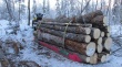 Проведение опроса по дровяным лесобилетам